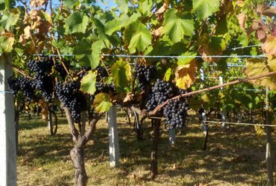 Spațiu comercial, în Ardud - 5