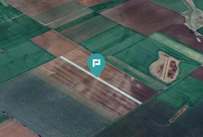 Teren 30.000 mp la drum asfaltat Peciu Nou - 3