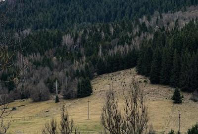 Teren de 6250 mp, în Vidra - 3