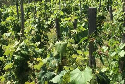 Proprietar vand casa cu teren in sat Buicesti, negociabil, judetul Mehedinti - 9