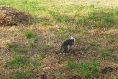 Vanzare casa in Darmanesti, jud Dambovita - 5