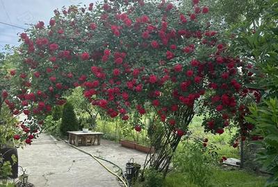 Casă cu 3 camere în Mihăești - 5