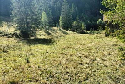 Teren de 34600 mp, în Cârlibaba - 4