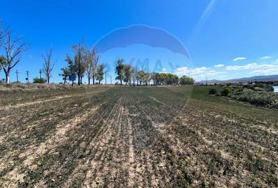 Teren agricol extravilan de 10000 mp, în Mihail Kogălniceanu - 7