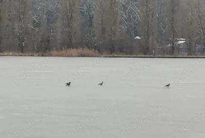 Apartament cu 3 camere decomandat în Snagov - 1