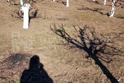 Livada+gradina, teren intravilan 2902mp, Damienesti-Bacau, comision 0 - 16