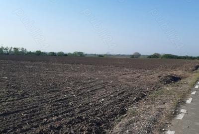 Teren de 4850 mp, în Dobreni - 6