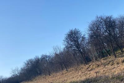 Teren Construcții intravilan de 2100 mp, în Feiurdeni - 9