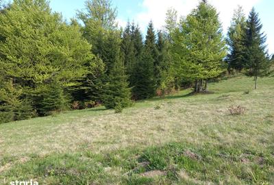 Teren de 3500 mp, în Tiha Bârgăului - 9