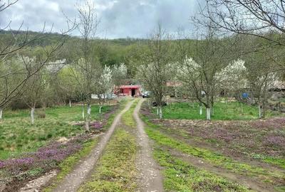 Teren de 14000 mp, în Gurahonț - 10