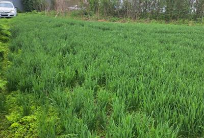 Teren Frumusani 4374 mp - 5