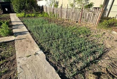 Casă cu Teren 1167 Mp în Băneasa - 4