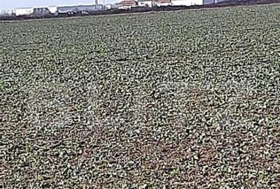 Teren cu suprafa?a de 2,6 ha, zona Aeroport - 7