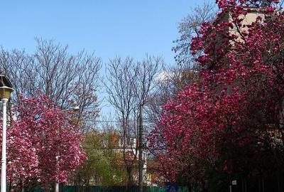 CASA CU MAGNOLII - APARTAMENT IN VILA - 21