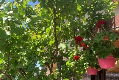 Duplex cu 5 camere cu Canalizare în Ostratu - 6