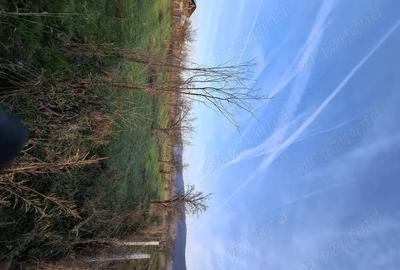 Casă cu Teren 4443 Mp în Pleșoiu (Nicolae Bălcescu) - 16