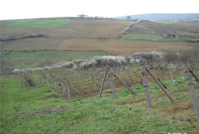 Teren de 6000 mp, în Frumoasa - 1