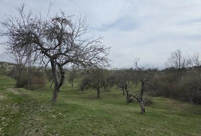 Teren de 9130 mp, în Jiblea Veche - 4