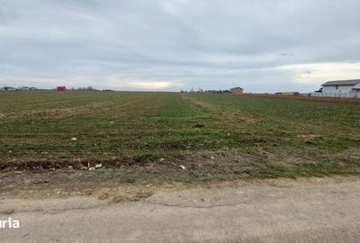 Teren 5750 mp în Adunații Copaceni, drum asfaltat - 1