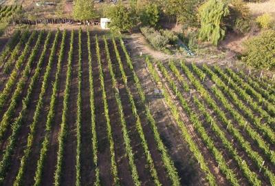 Teren intravilan Tecuci/Podgorie si Pomi Fructiferi/5000 mp - 6