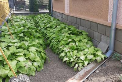 Casă individuală cu 5 camere cu Teren 3600 Mp în Petrești - 3