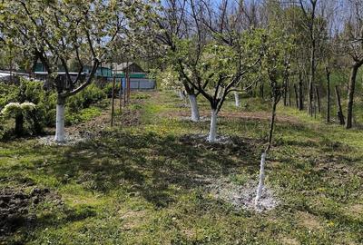 Casă cu 3 camere cu Teren 4700 Mp în Bohoghina - 6