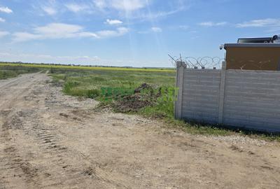 Teren Construcții intravilan de 10000 mp, în Cernica - 2