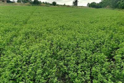 Casa noua cu mansarda si 1.24 hectare teren intravilan - 2