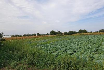 Teren intravilan in Bors cu front la 2 strazi si utilitati - 3