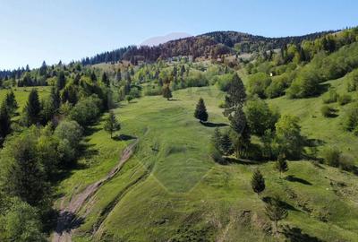 Teren 12,127mp Frasin / Drumul Forestier Valea Seaca - 2