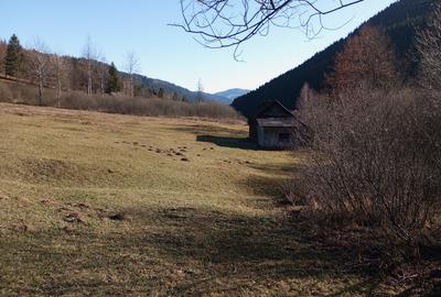 Teren Construcții intravilan de 17707 mp, în Grințieș - 3