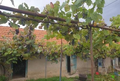 Casă cu 3 camere în Dezești - 5