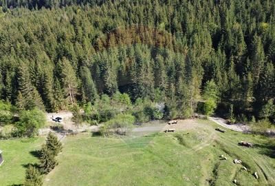 Teren 12,127mp Frasin / Drumul Forestier Valea Seaca - 5