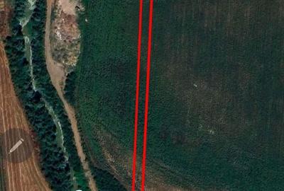 Teren de 5000 mp, în Ciorogârla - 4