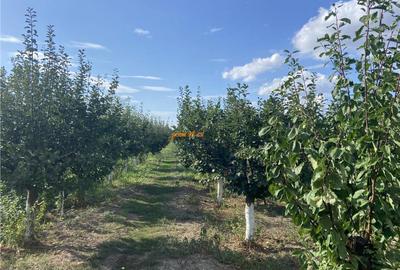 Casa cu teren intravilan in Suraia ,situata in zona centrala - 6