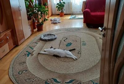 Apartament cu 2 camere decomandat în Caransebeș - 4