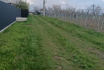 Teren de 6000 mp, în Bogdan Vodă - 8