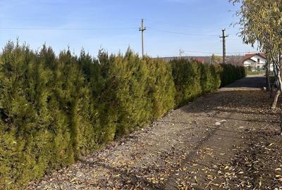 Casă cu 3 camere în Lunca Cetățuii - 5