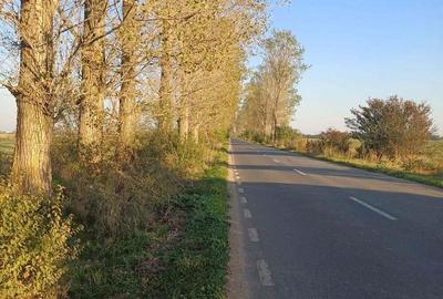 Lipia deschidere la DJ 101B ( Snagov-Nuci) - 5