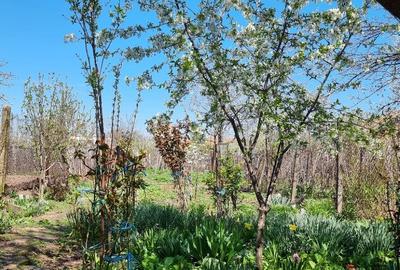 Casa - Caracal Olt - 11