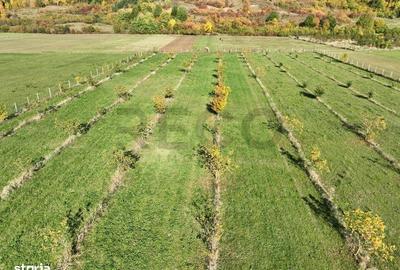 Teren de 13965 mp, în Aușeu - 7