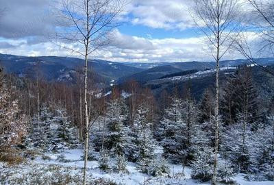 PF, Vand 1,5 ha teren zona Mestecanis, Suceava, Bucovina - 1