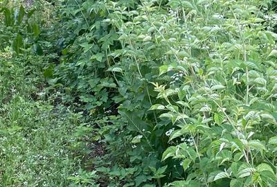 Casa de vanzare sat Samboleni. - 3