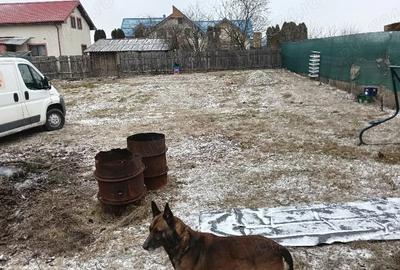 Teren de 800 mp, în Lilieci - 9