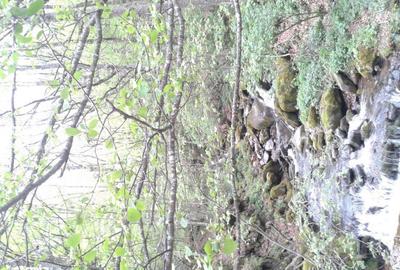 Spațiu comercial, în Brazi - 5