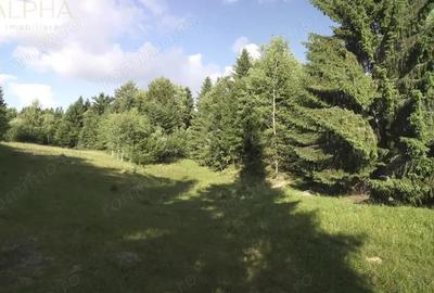 Teren de 16945 mp, în Colibița - 4