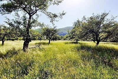 Teren Construcții intravilan de 12265 mp, în Bran - 1