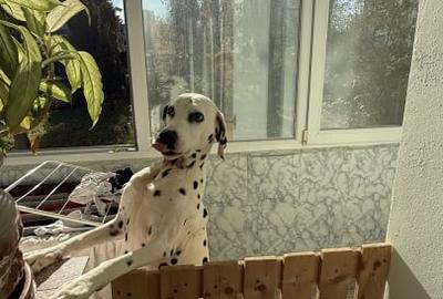 Apartament cu 3 camere, de 65mp zona Complex Diana/Gheorgheni - 9