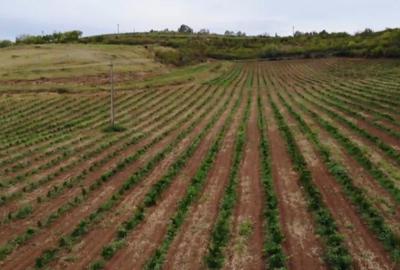 Teren extravilan de 230000 mp, în Vernești - 10