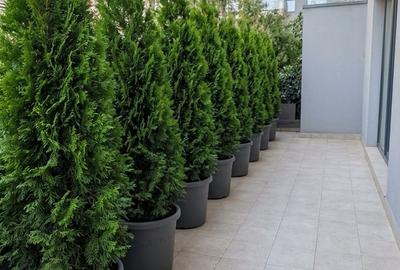 Apartament cu 3 camere, mobilat în Tei - 3